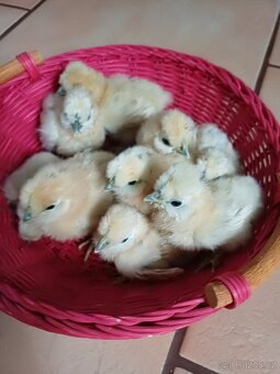 Prodám kuřátka hedvábničky - 3