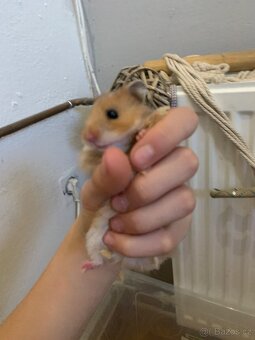 Daruji krecky, morčata, králíka - 3