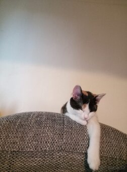 Daruji Kitty - 3