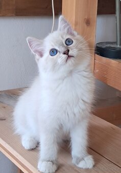 Koťátka ragdoll s PP - 3