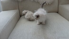 mačiatka ragdoll,radgoll,aktuálne,na predaj - 3