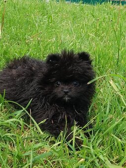 Pejsek Mini Pomeranian s PP - 3