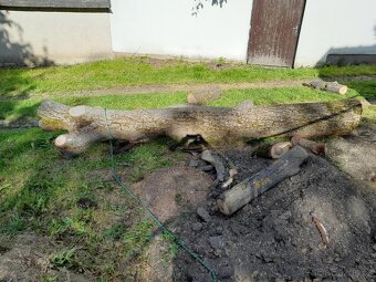 Nabízím kmen stromu, ořechu - 3