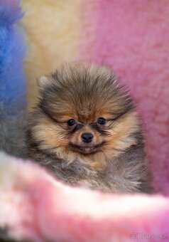 Pomeranian s PP - 3