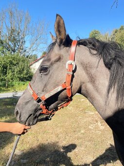 Sportovní pony klisna 3 roky. - 3