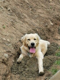 Zlatý retriever (retrívr) - 3