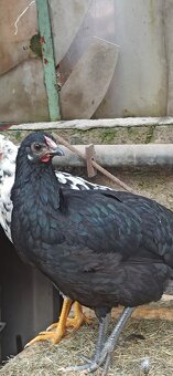 Kohouti, kuřice. - 3