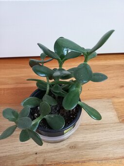 Tlustice vejčitá - 3