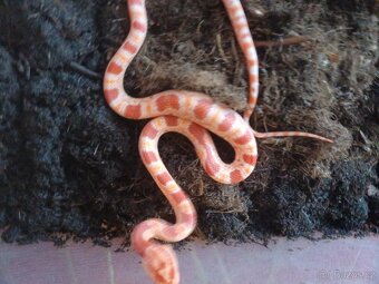 Užovka červená - 3