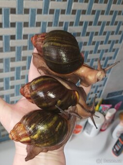 Africký šnek - Archachatina ventricosa cream a light body - 3