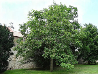 Pavlovnie Plsnatá (paulownia tomentosa) - 3