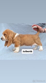 Štěňata Basset hound - 3