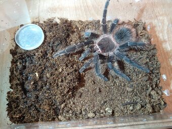 Prodám sklípkany lasiodora parahybana - 3