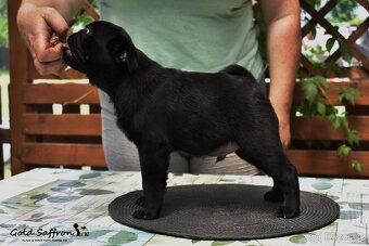 MOPS černý s PP FCI - 3