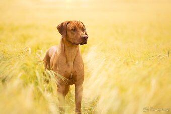 Rhodéský ridgeback - štěňata - 3