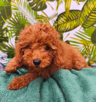 Cavapoo pudl - 3