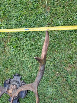 Jelení paroží - 3