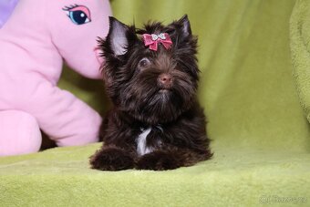 Color Yorkshire Terrier s PP- Barevný Jorkšírský terier s PP - 3