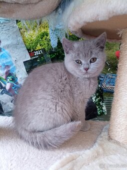 Kočička britská modrá - 3