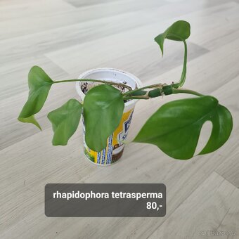 Pokojovky / pokojove rostliny - 3