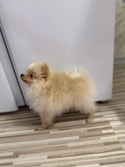 POMERIAN - 3