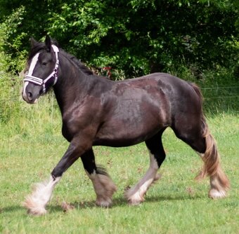 Shire horse klisna - 3