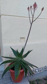 Aloe - 3