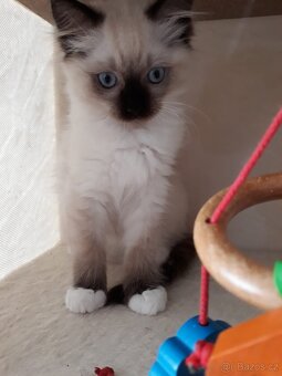 Koťátka Ragdoll s PP - 3