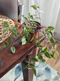 Tradescantia fluminensis, trs - 3