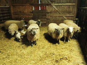Prodám stádo ovcí - 3
