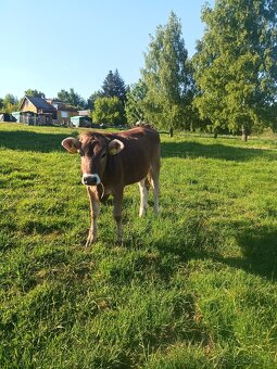 Prodám jalovici Brown Swiss - 3