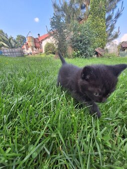 Kote od Britky - 3