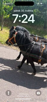 Pony hřebečky - 3