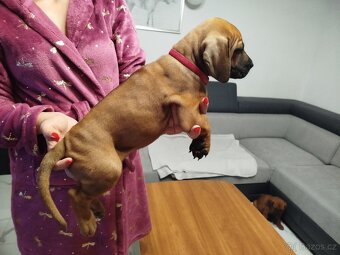 RHODESKY RIDGEBACK - 3