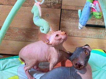 Kocourek kanadský sphynx bez PP - 3