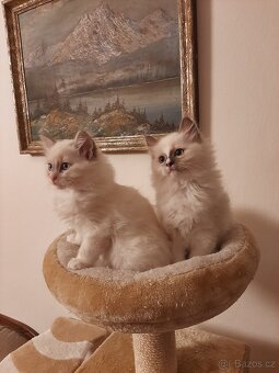 Prodám koťata Ragdoll bez PP - 3