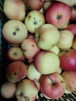 Nabízím JABLKA ZDARMA za odvoz - 3