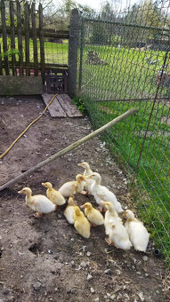 Kachny Pekingské - 3