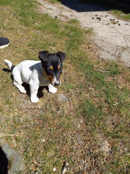 Jack Russell Teriér - 3