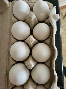 Násadová vejce Vlaška koroptví - 3