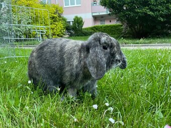 Oskar a Iška, kraličí pár - 3