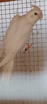 Korely albino, bělohlavé a a tzv. obyč. - 3