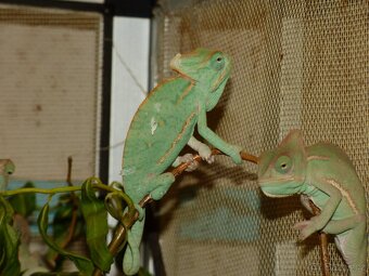Chameleon jemenský (Chamaeleo calyptratus) - 3