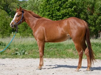 QH klisna - 3