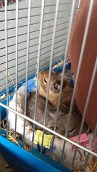 Osmák Degu - 3