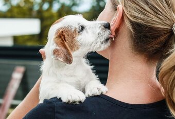 Jack Russell Terier s PP - 3