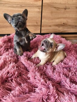 Francouzský buldoček štěňátka - 3