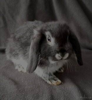 Zakrslý beránek králíček - 3