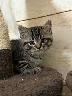 Britská whiskas koťátka bez PP - 3