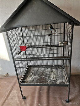 Korely + voliera - 3